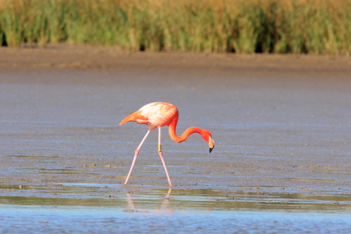 American Flamingo - Michael Dupree
