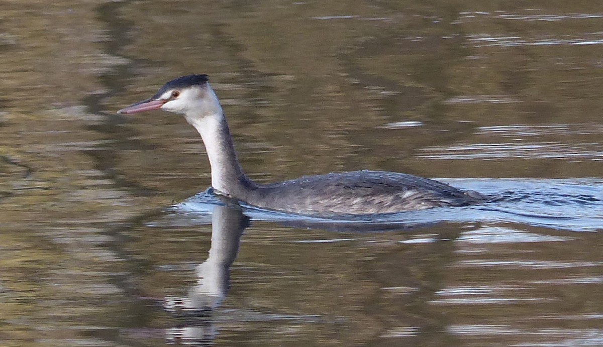 Great Crested Grebe - ML128443621