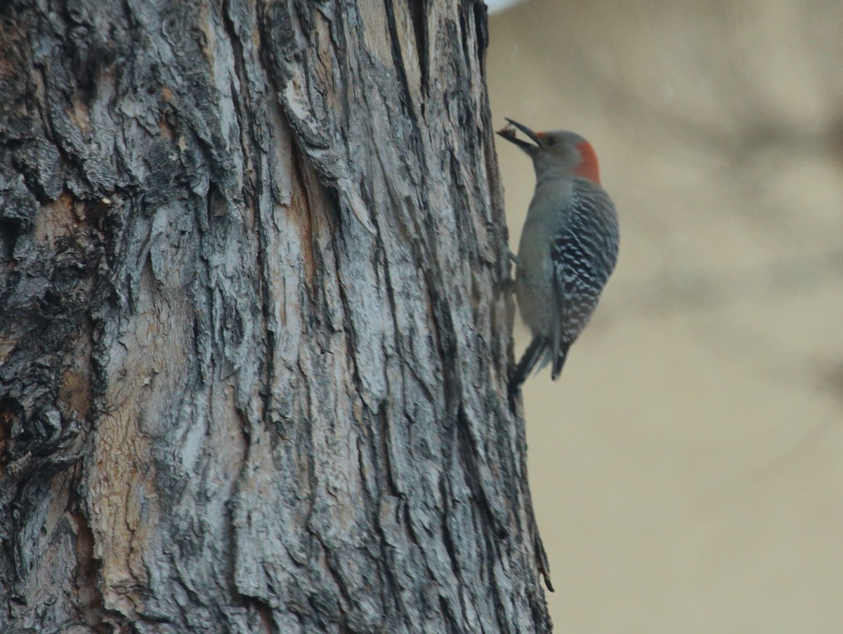 Red-bellied Woodpecker - ML128445801