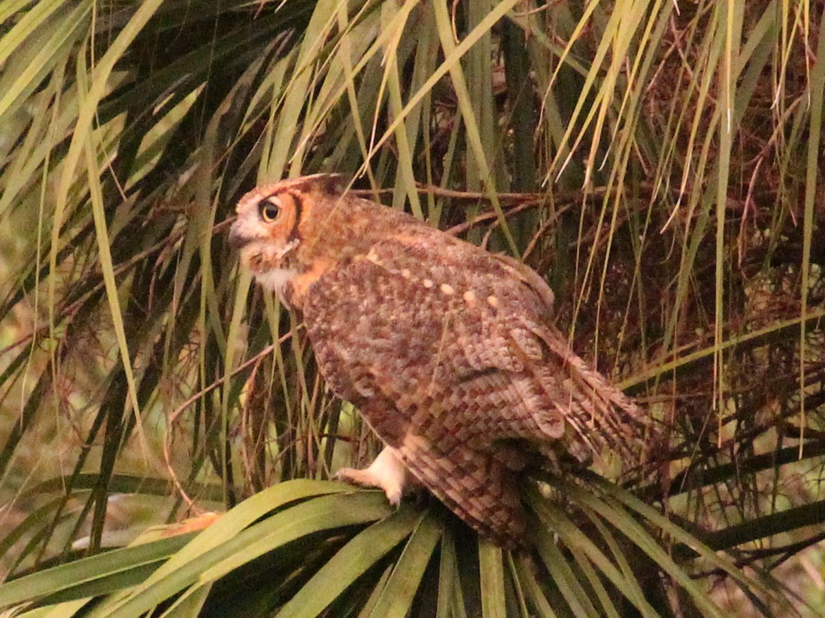 Great Horned Owl - ML128447321