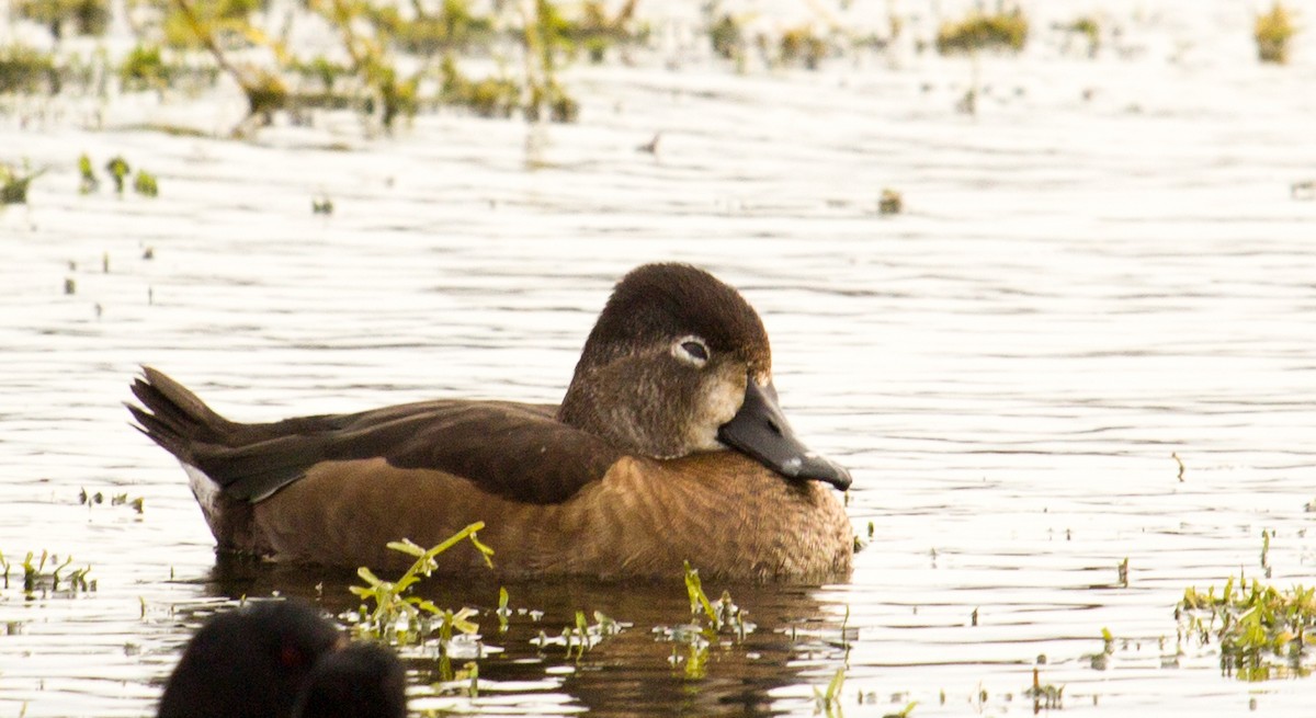 Ring-necked Duck - Lynette Spence