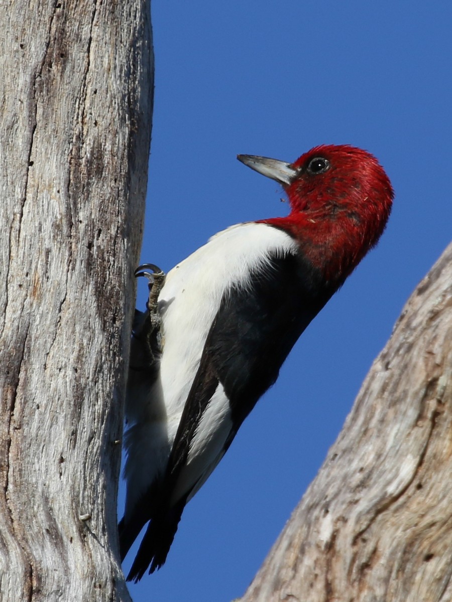 Red-headed Woodpecker - Lynette Spence