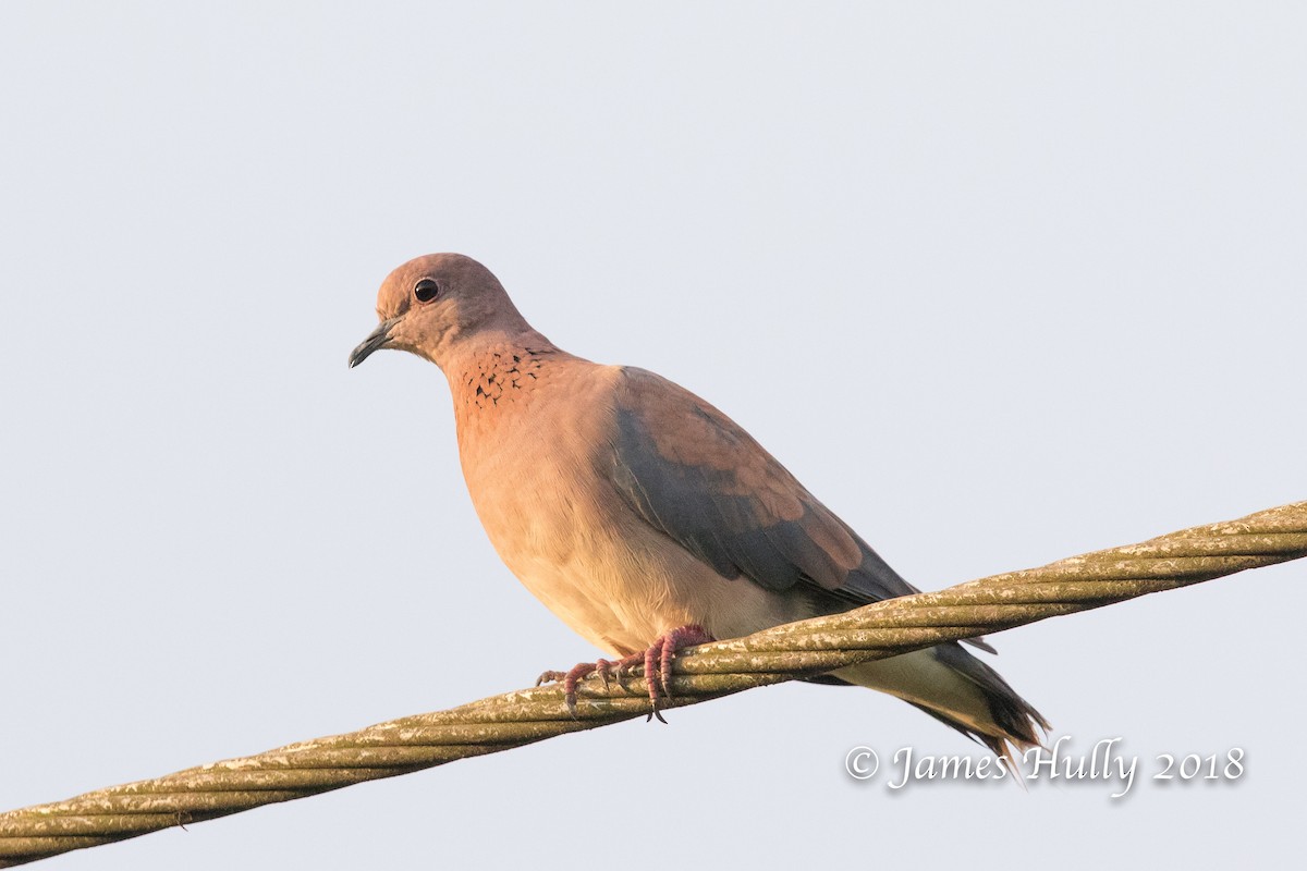 Laughing Dove - ML128453631