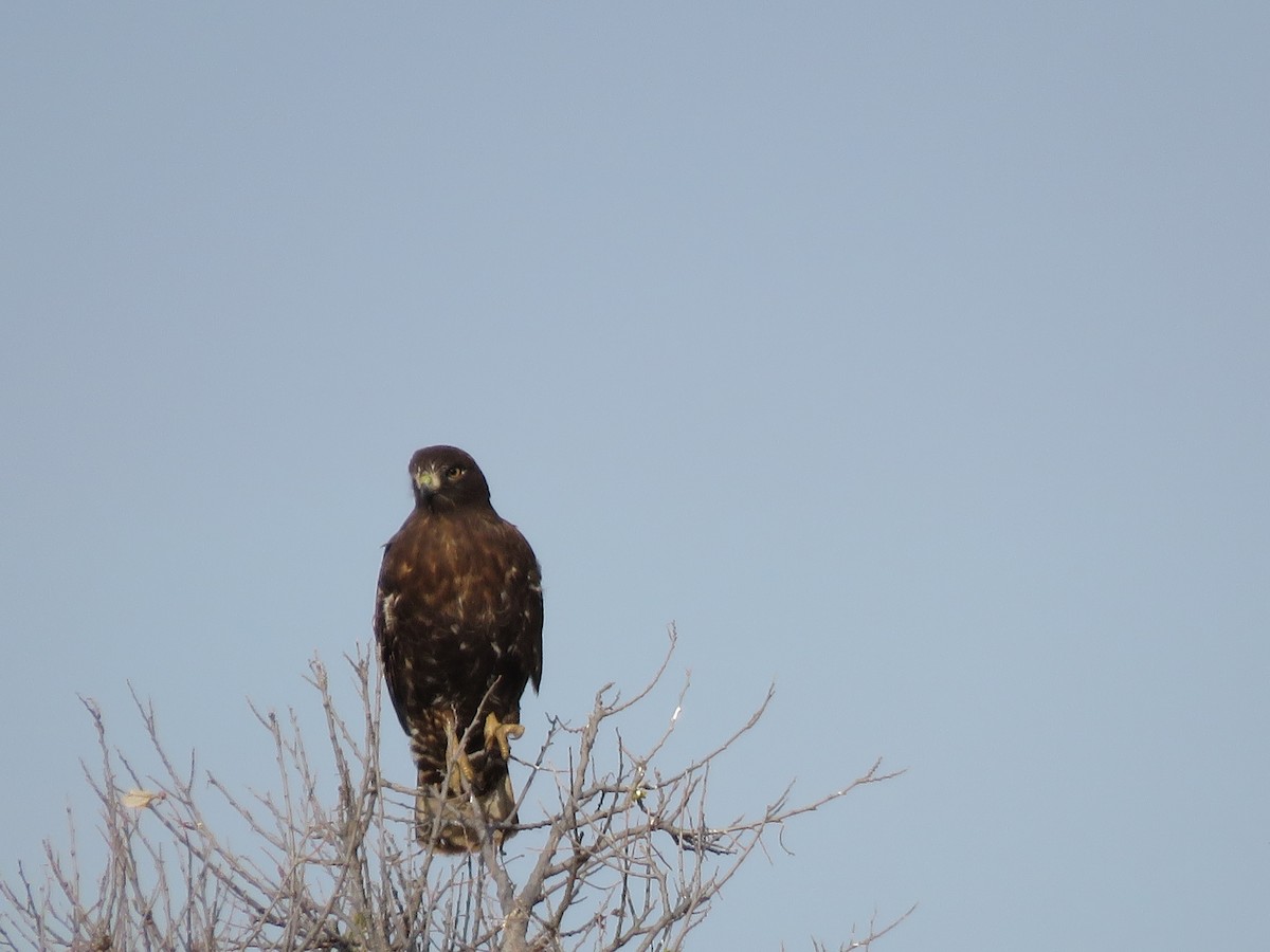Red-tailed Hawk (Harlan's) - ML128454221