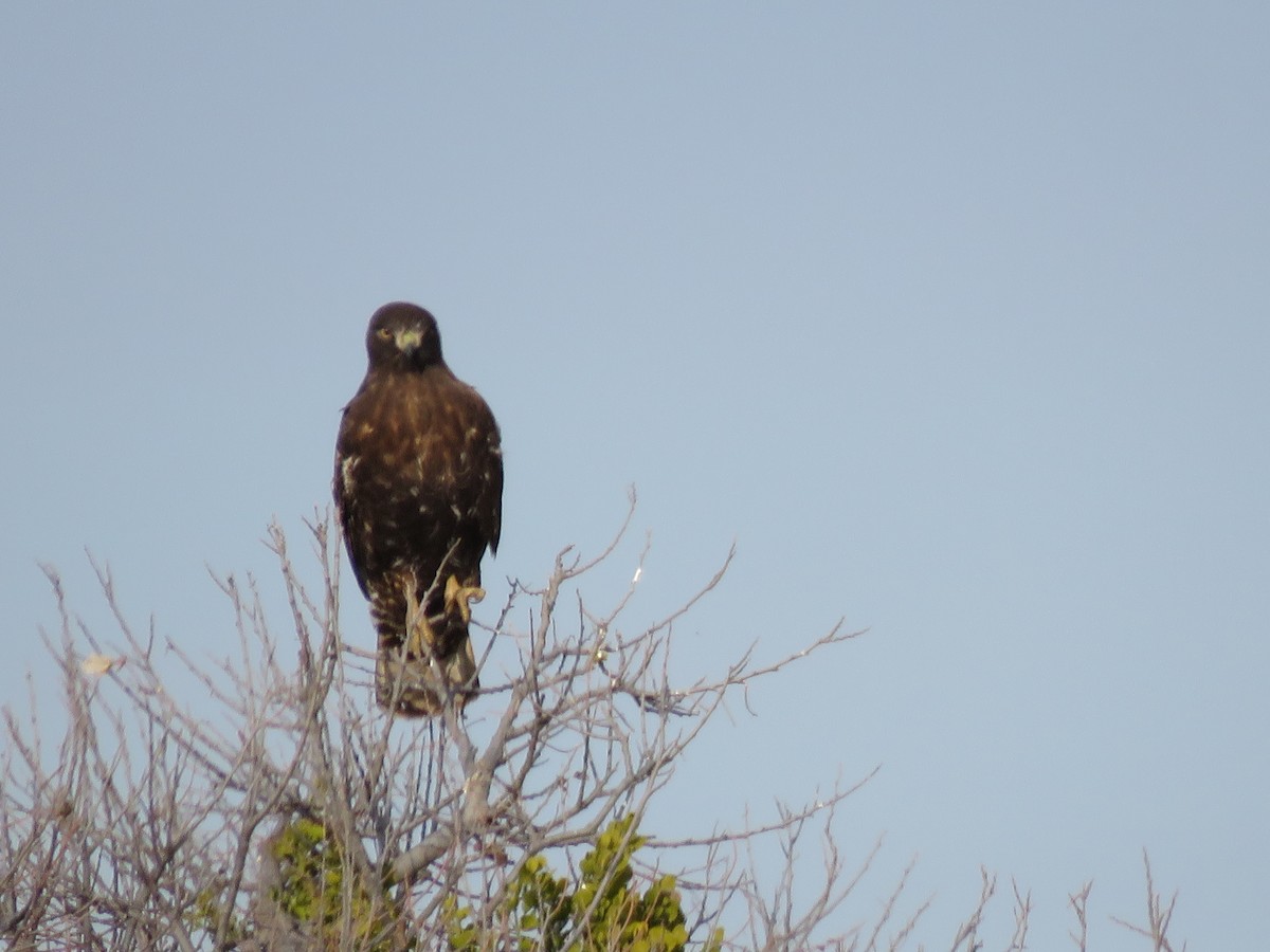 Red-tailed Hawk (Harlan's) - ML128454241