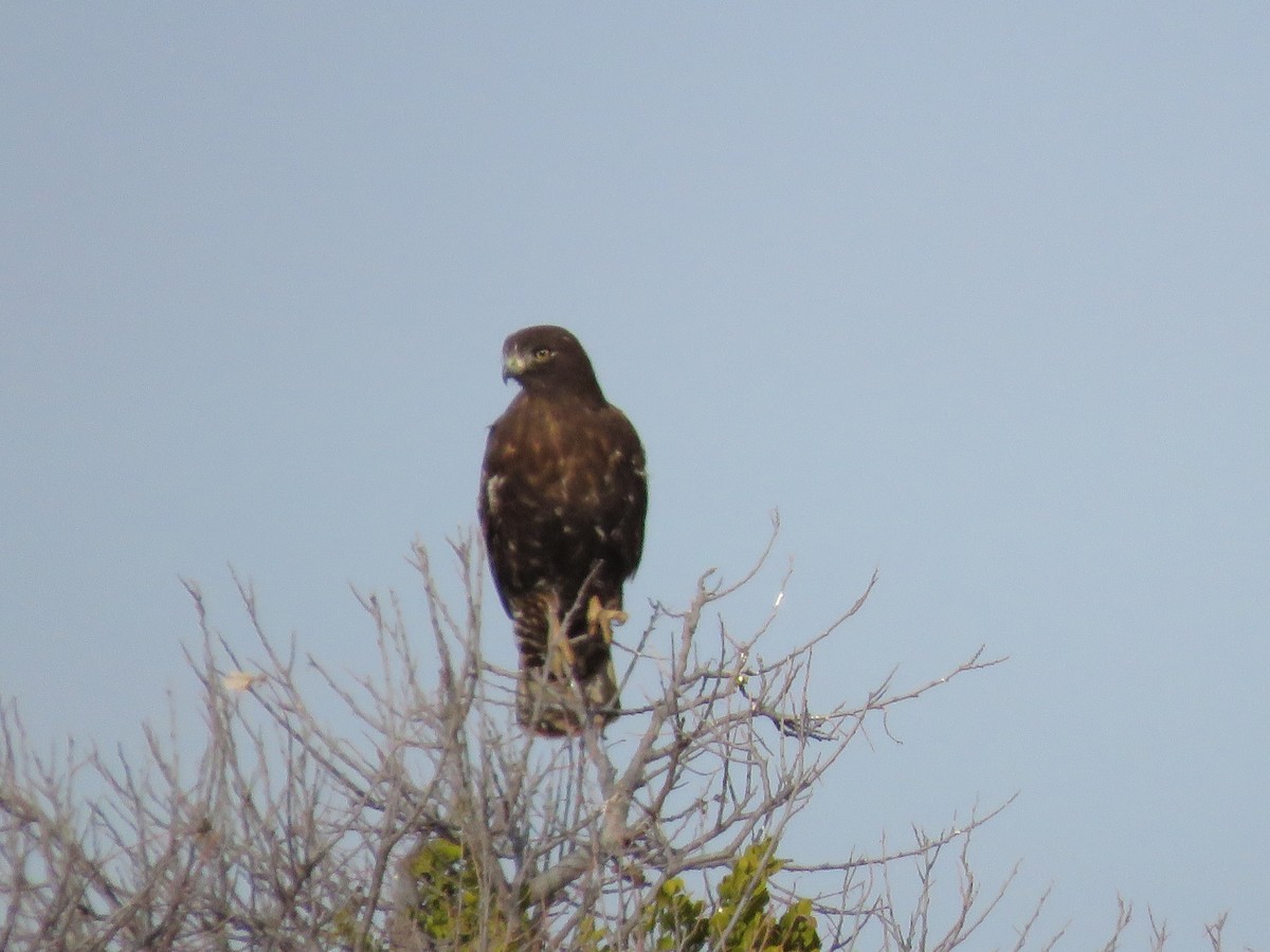 Red-tailed Hawk (Harlan's) - ML128454261