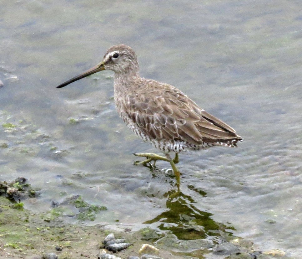 Long-billed Dowitcher - ML128458091