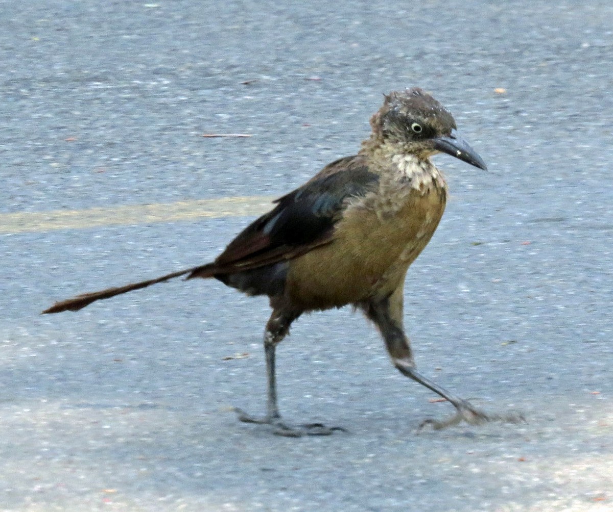Great-tailed Grackle - ML128458391