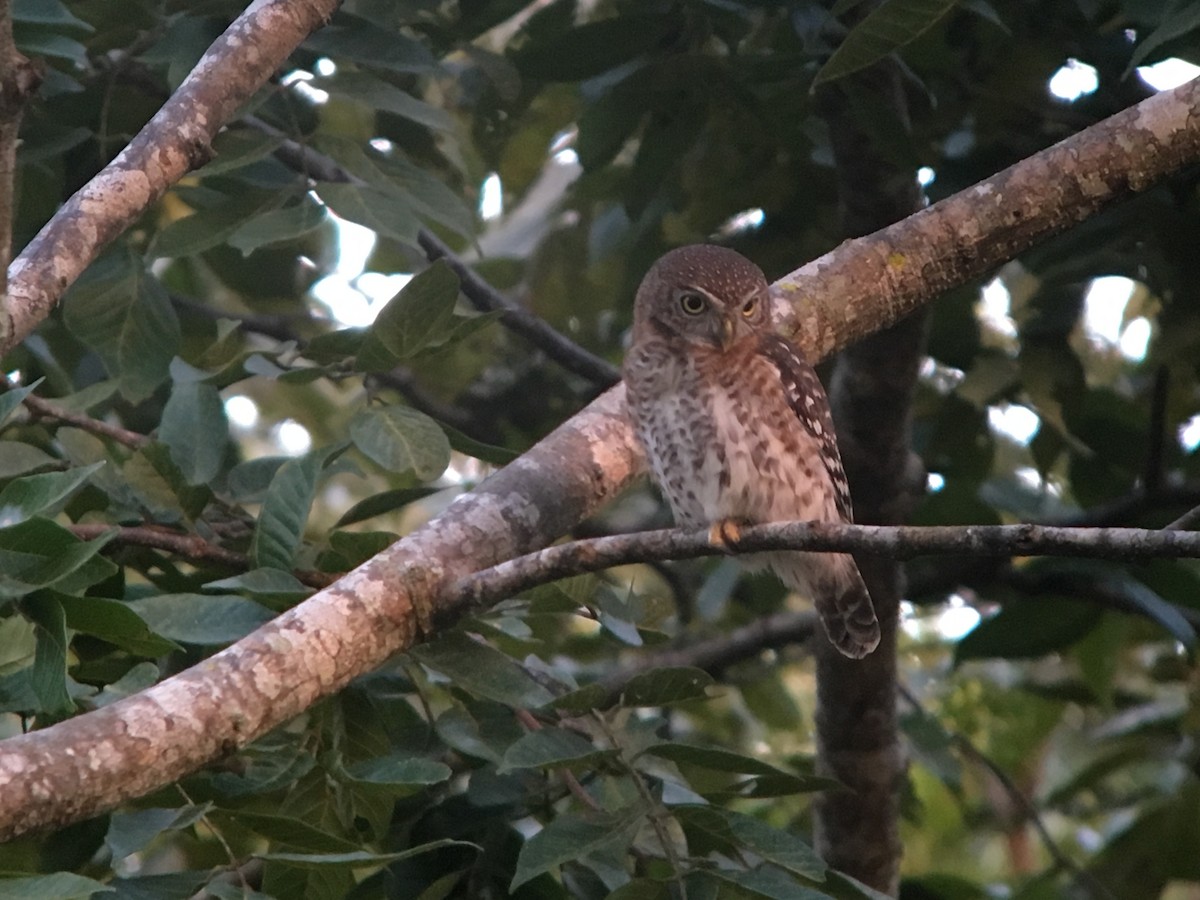 Cuban Pygmy-Owl - ML128461381