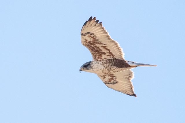 Ferruginous Hawk