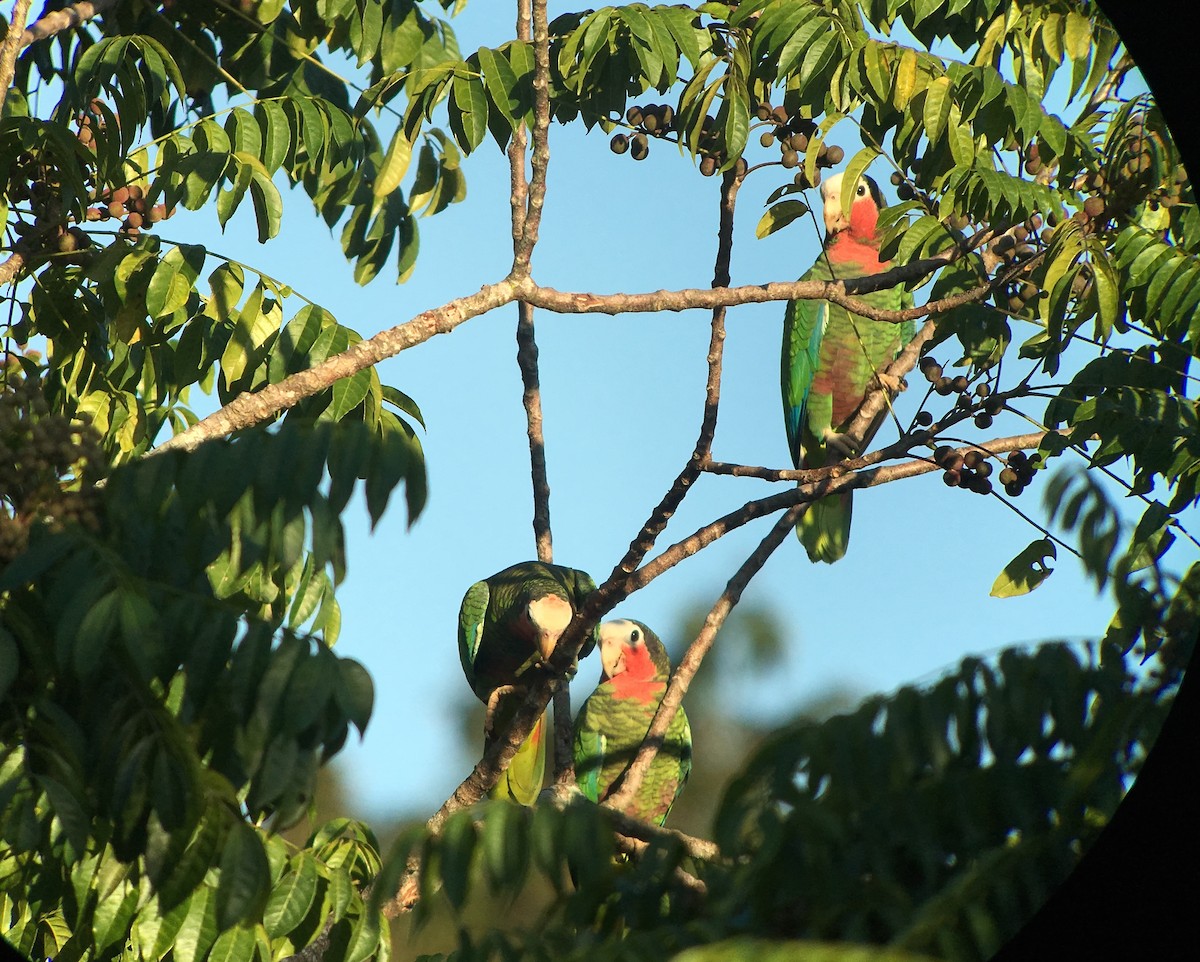Cuban Parrot (Cuban) - ML128463071