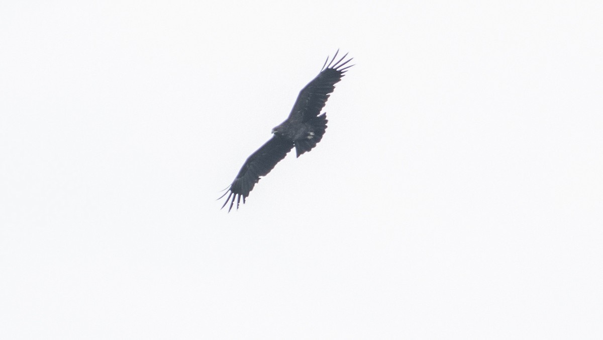 Greater Spotted Eagle - ML128463251