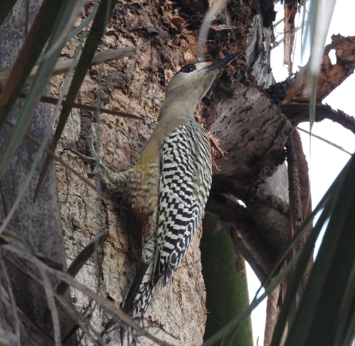 West Indian Woodpecker - ML128463291