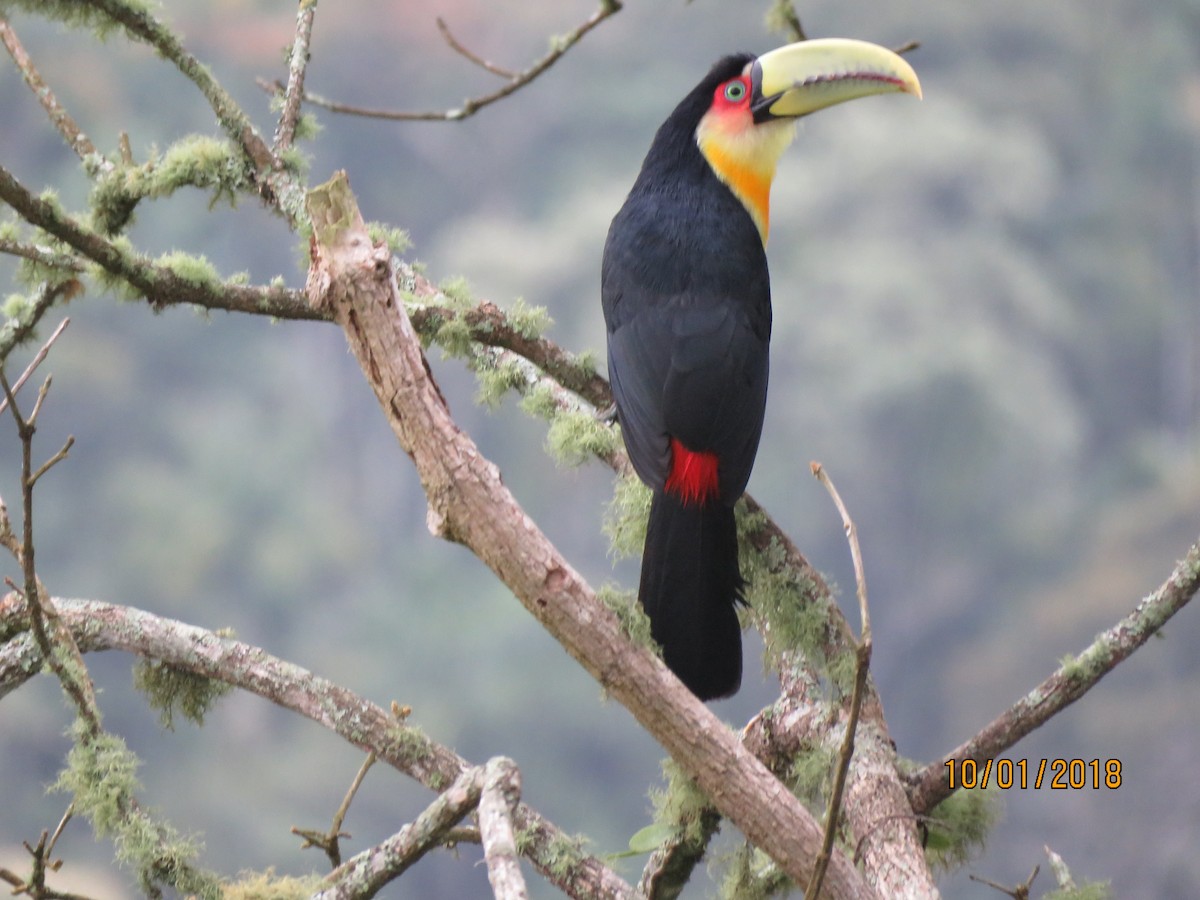 Red-breasted Toucan - ML128463371