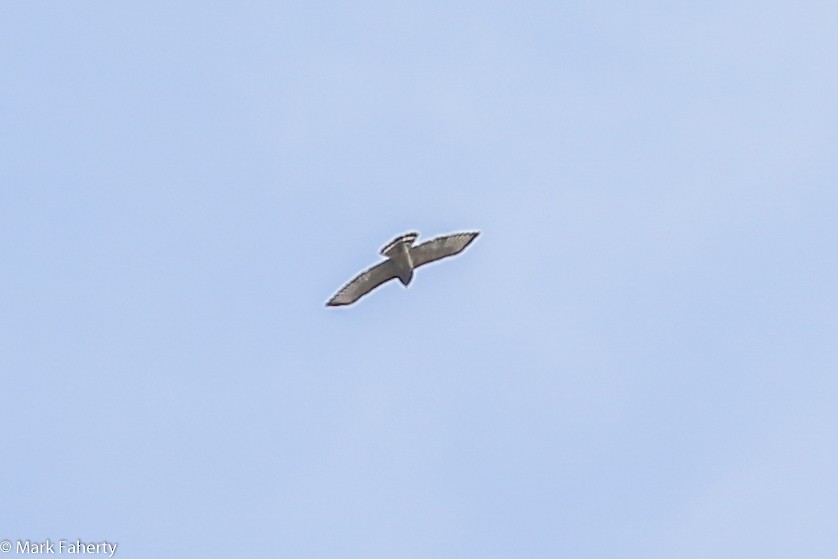 Broad-winged Hawk - ML128463811