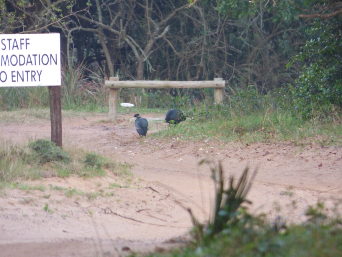 Southern Crested Guineafowl - ML128463831