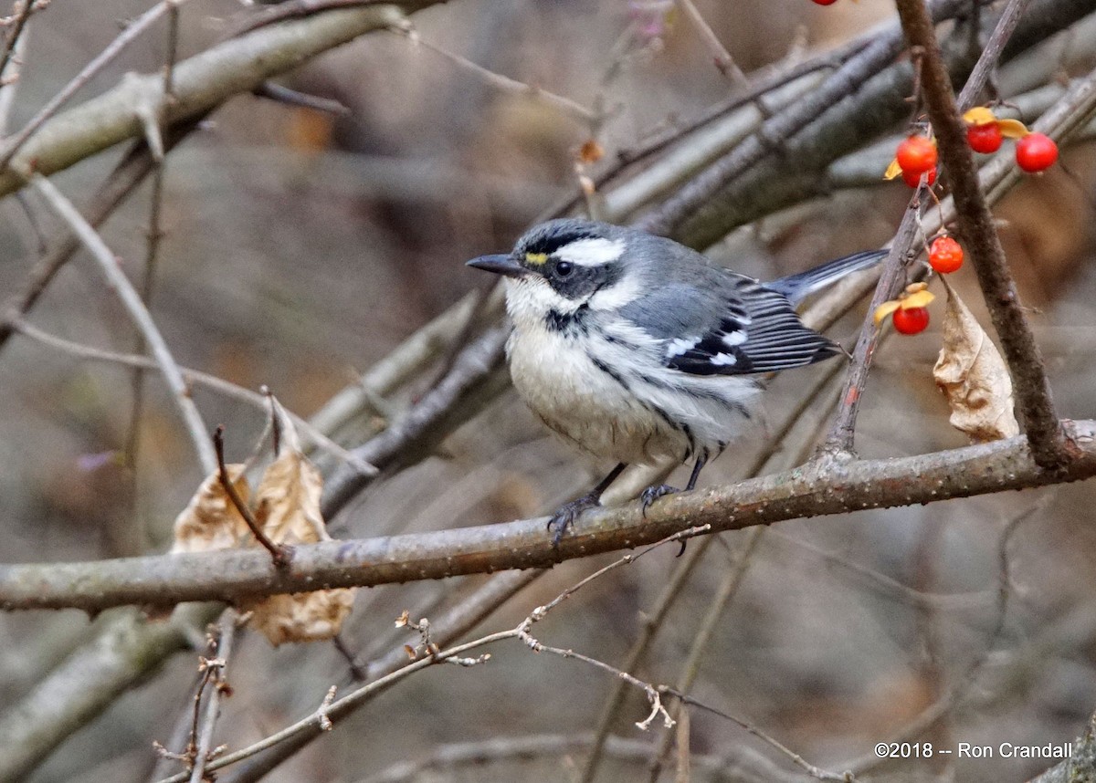 Black-throated Gray Warbler - Ron Crandall