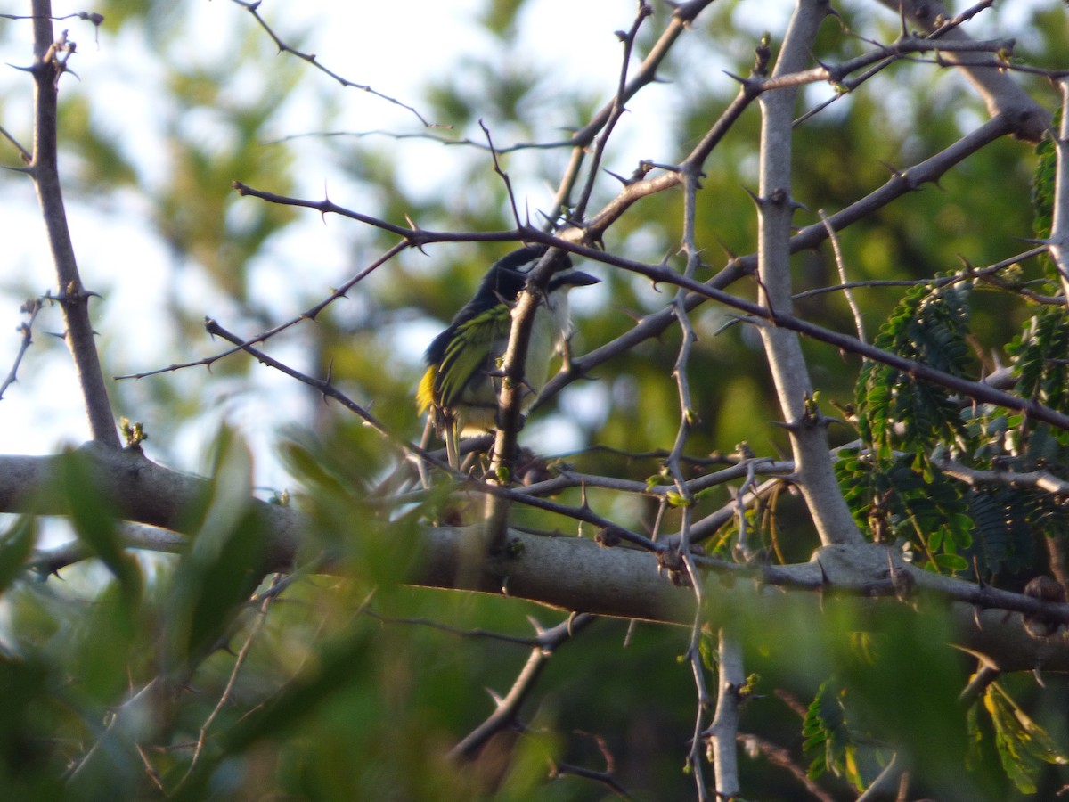 Yellow-rumped Tinkerbird - ML128464011