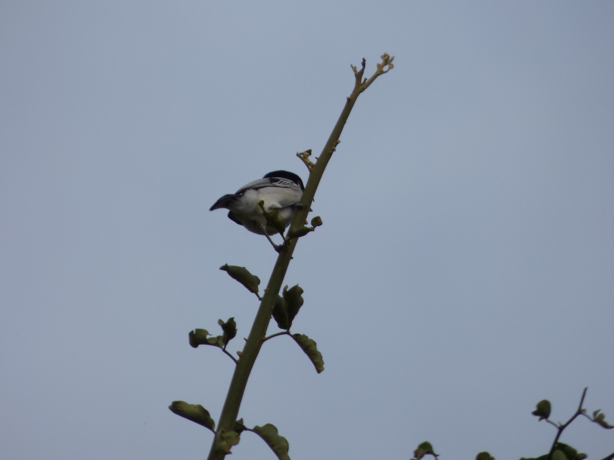Black-backed Puffback - Bill Crins