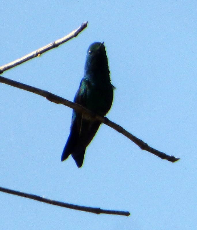 Sapphire-throated Hummingbird - Bill Fox