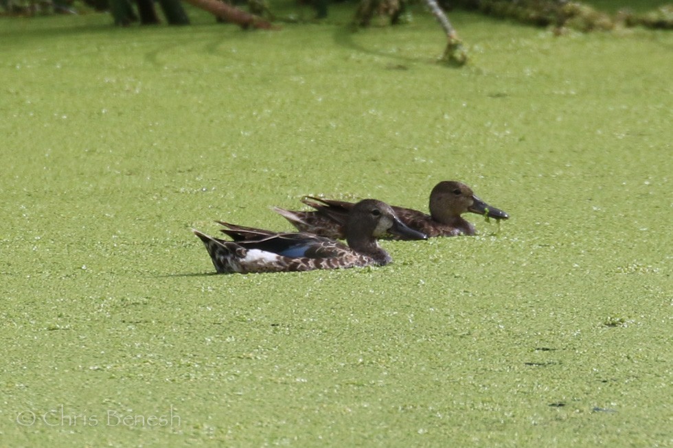Blue-winged Teal - ML128467101