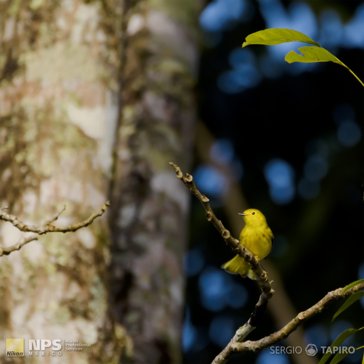 Yellow Warbler - ML128470981