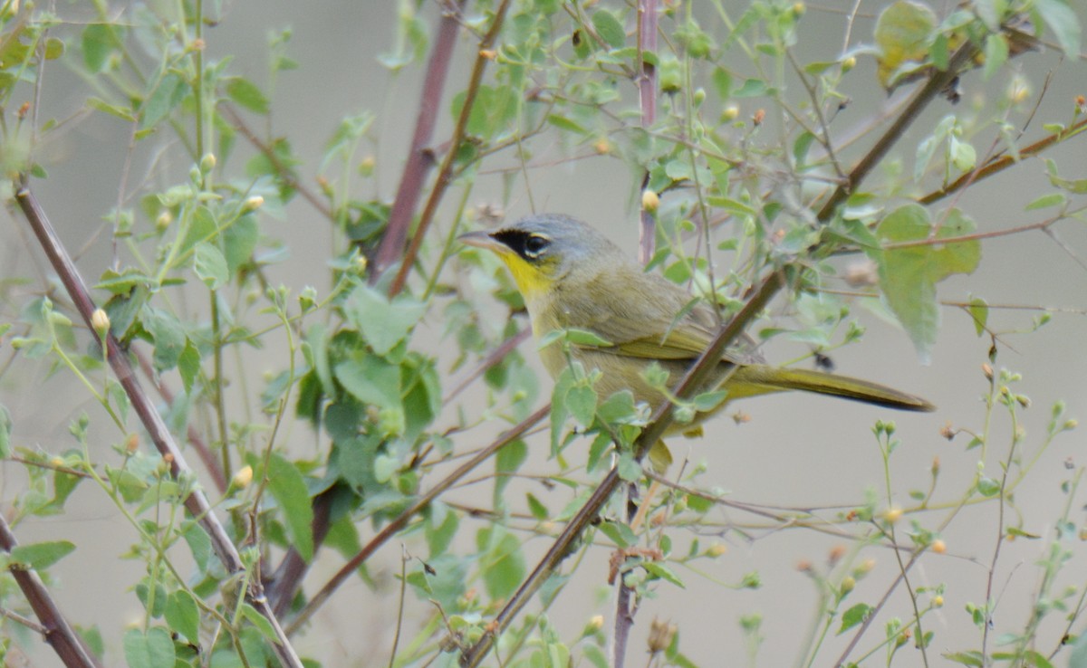 Gray-crowned Yellowthroat - Andy Reago &  Chrissy McClarren