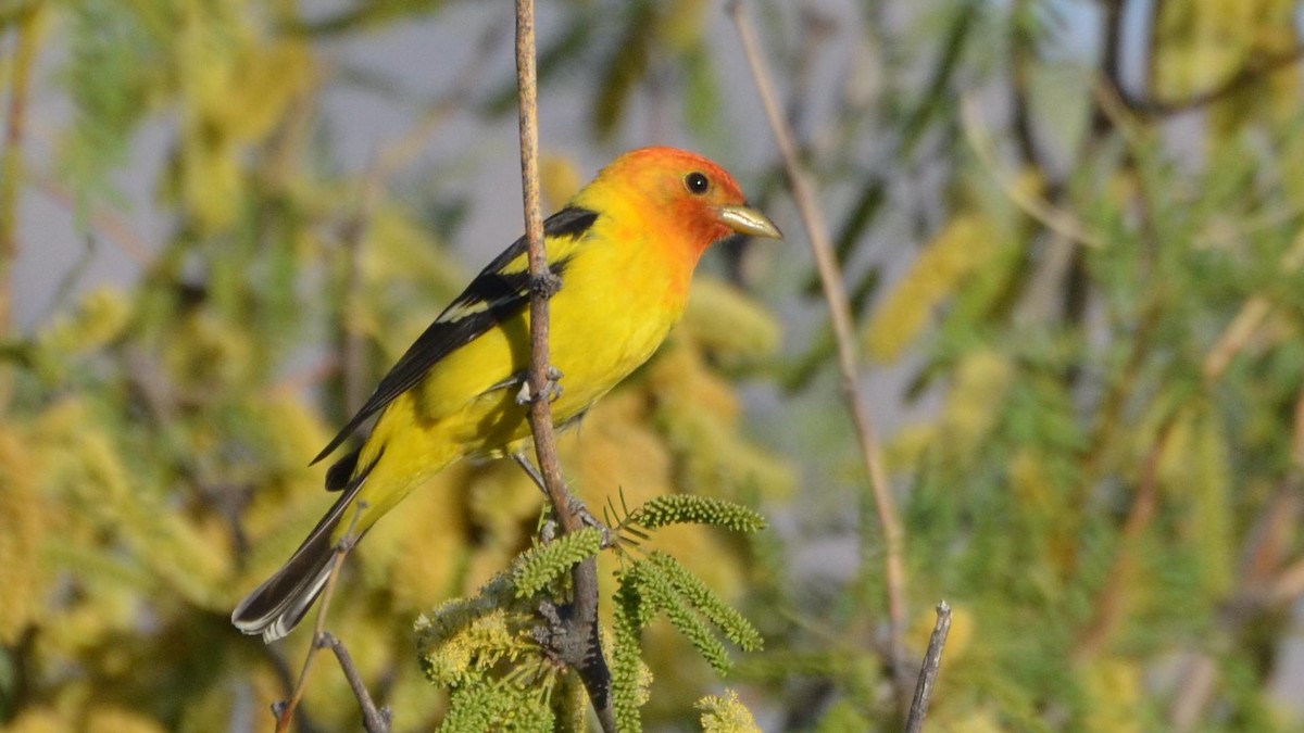 Western Tanager - Andy Reago &  Chrissy McClarren