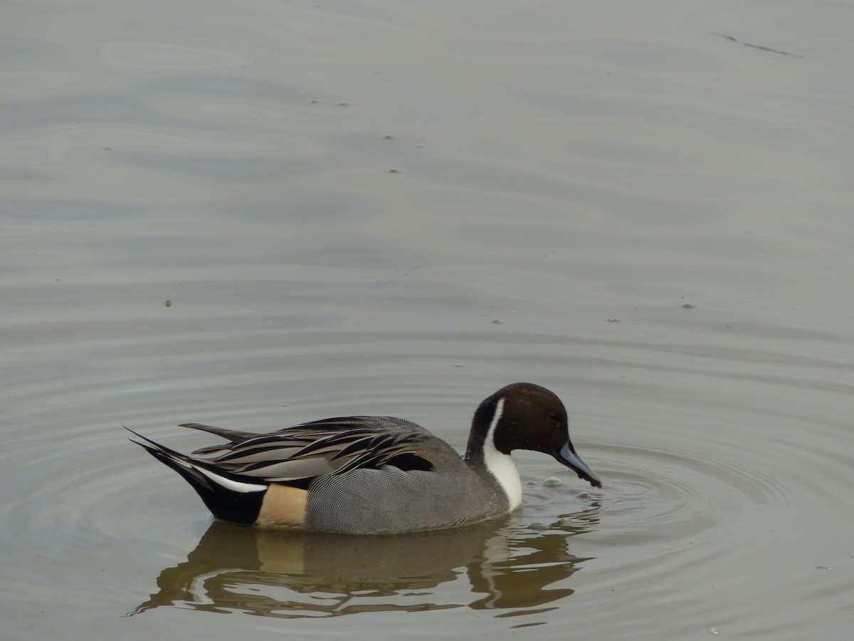 Northern Pintail - Steve Alley