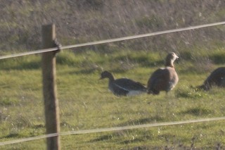 Greater White-fronted Goose, ML128480821