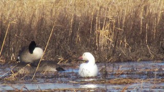 Snow Goose, ML128481361