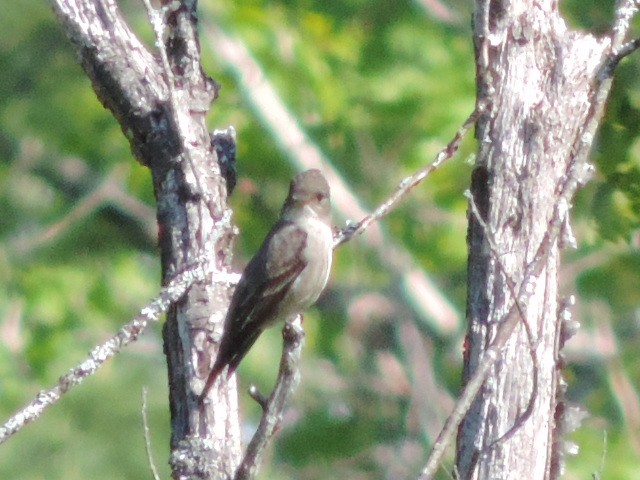 Olive-sided Flycatcher - Rob Speirs