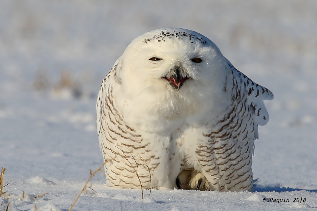 Snowy Owl - Guy Paquin