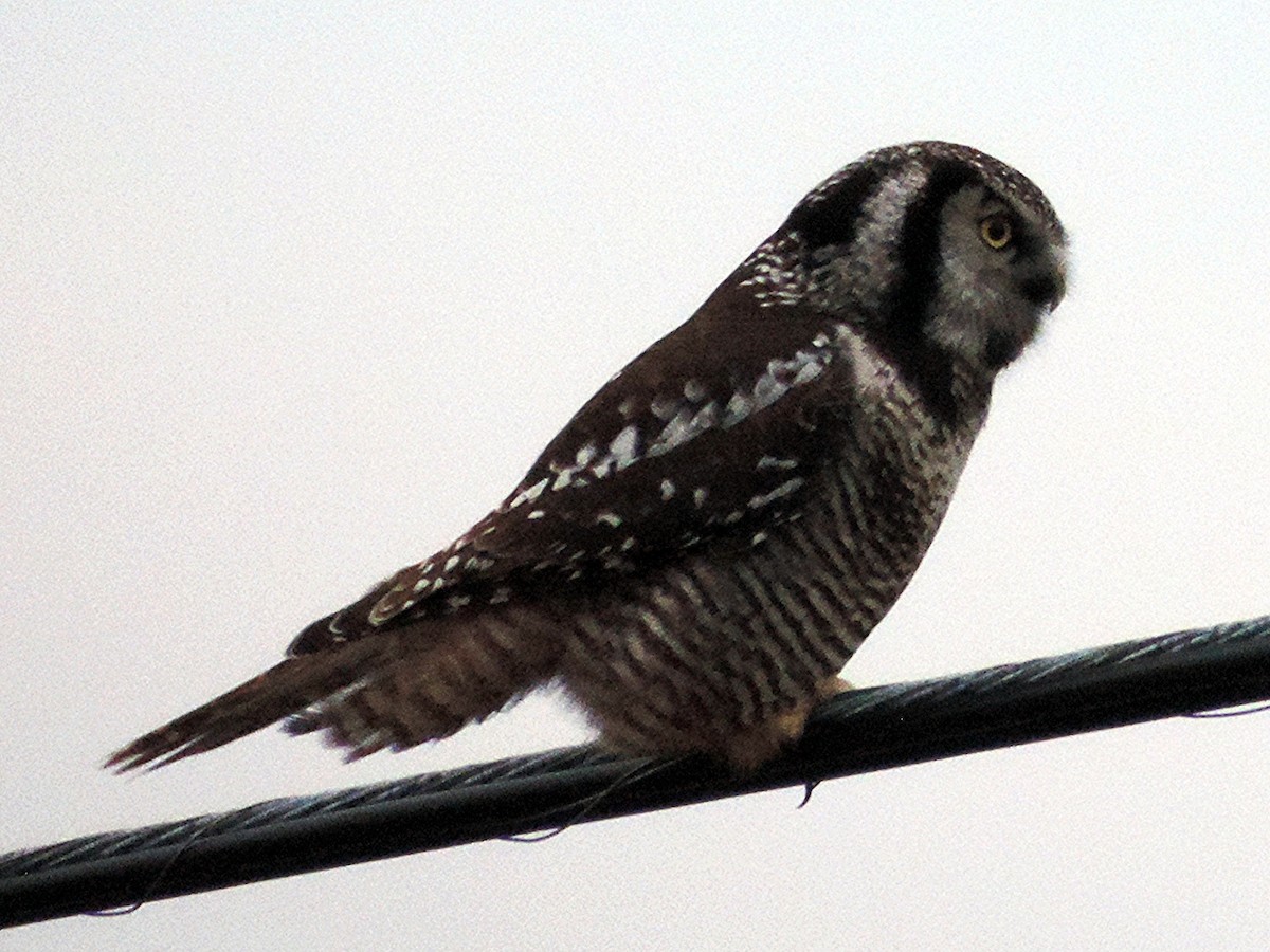 Northern Hawk Owl - Rob Speirs