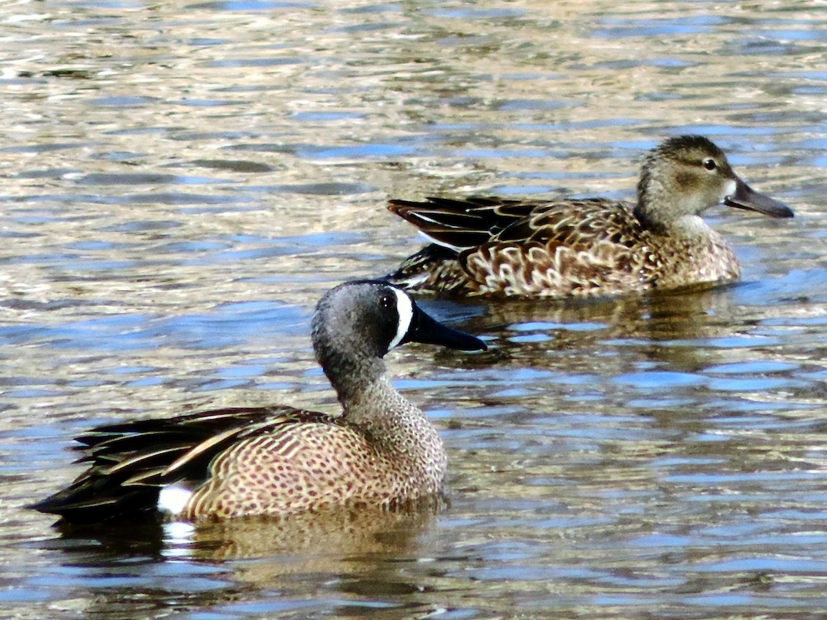 Blue-winged Teal - Rob Speirs