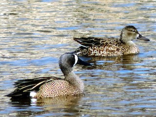 Blue-winged Teal, ML128491471