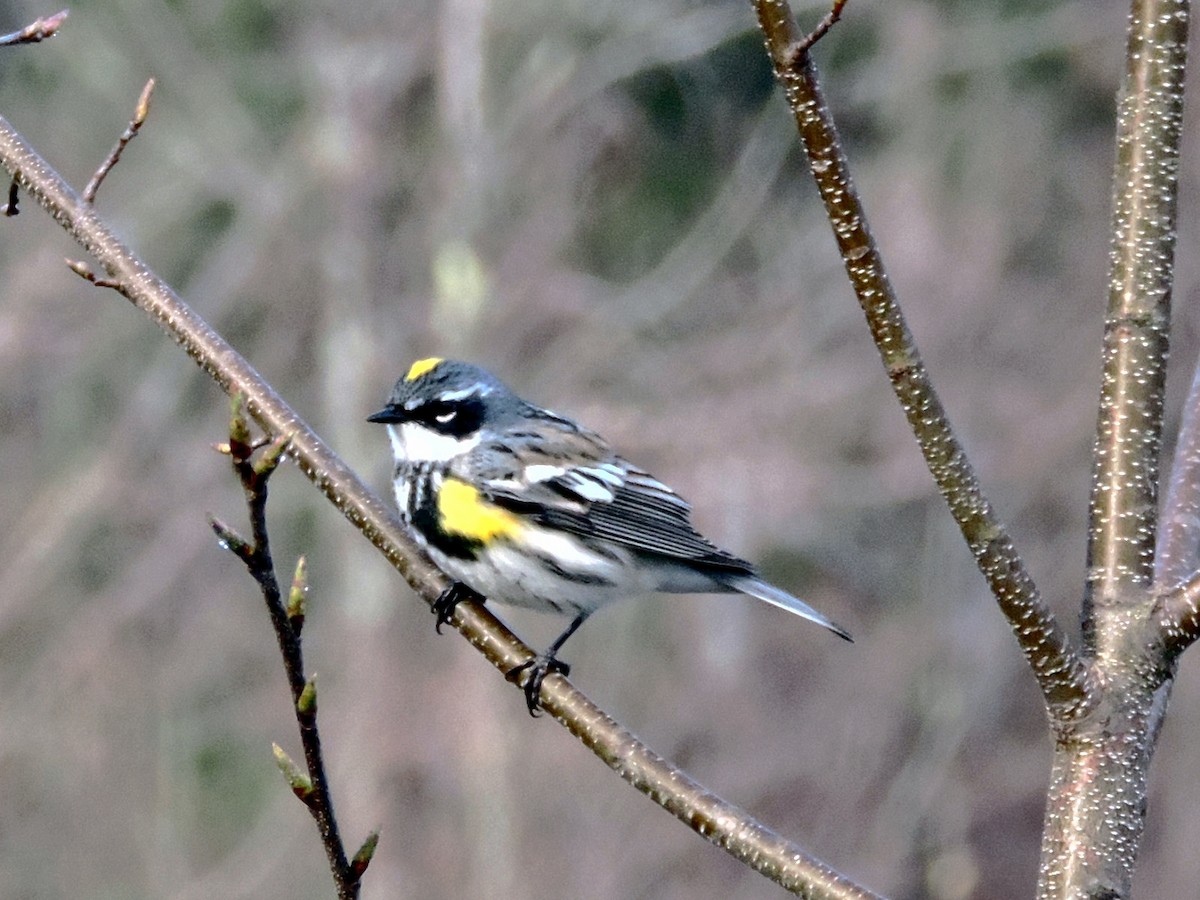 Yellow-rumped Warbler (Myrtle) - Rob Speirs