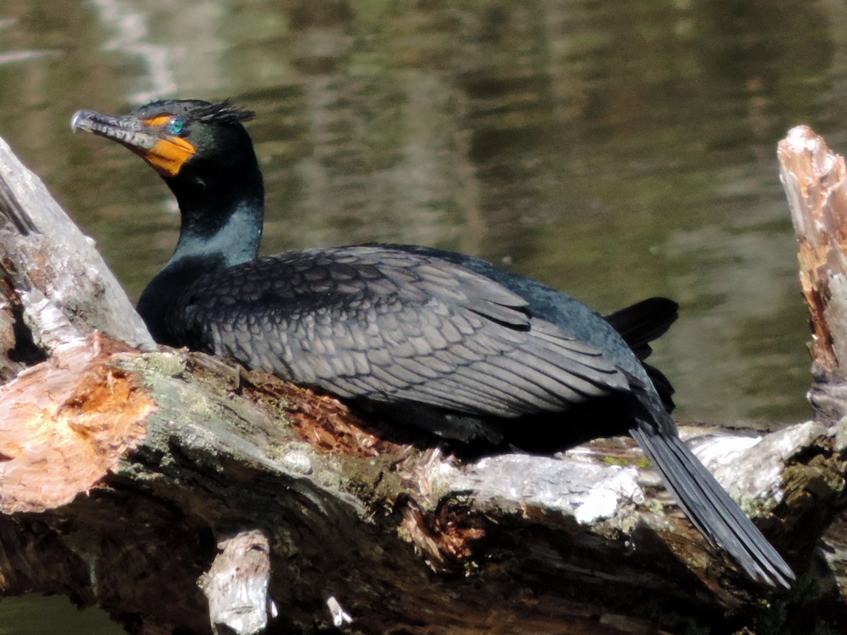 Double-crested Cormorant - Rob Speirs
