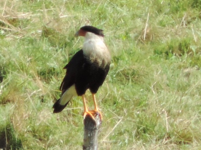 Crested Caracara (Northern) - Rob Speirs