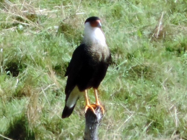 Crested Caracara (Northern) - Rob Speirs