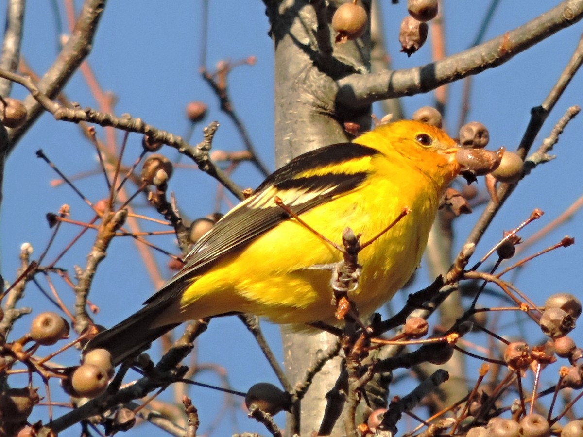 Western Tanager - ML128493741