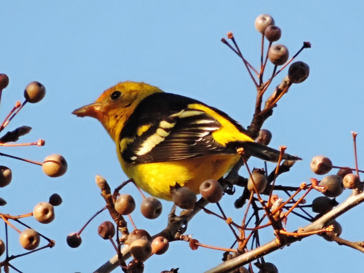 Western Tanager - ML128493751