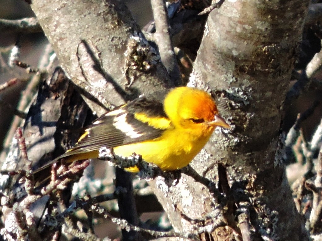 Western Tanager - ML128493761
