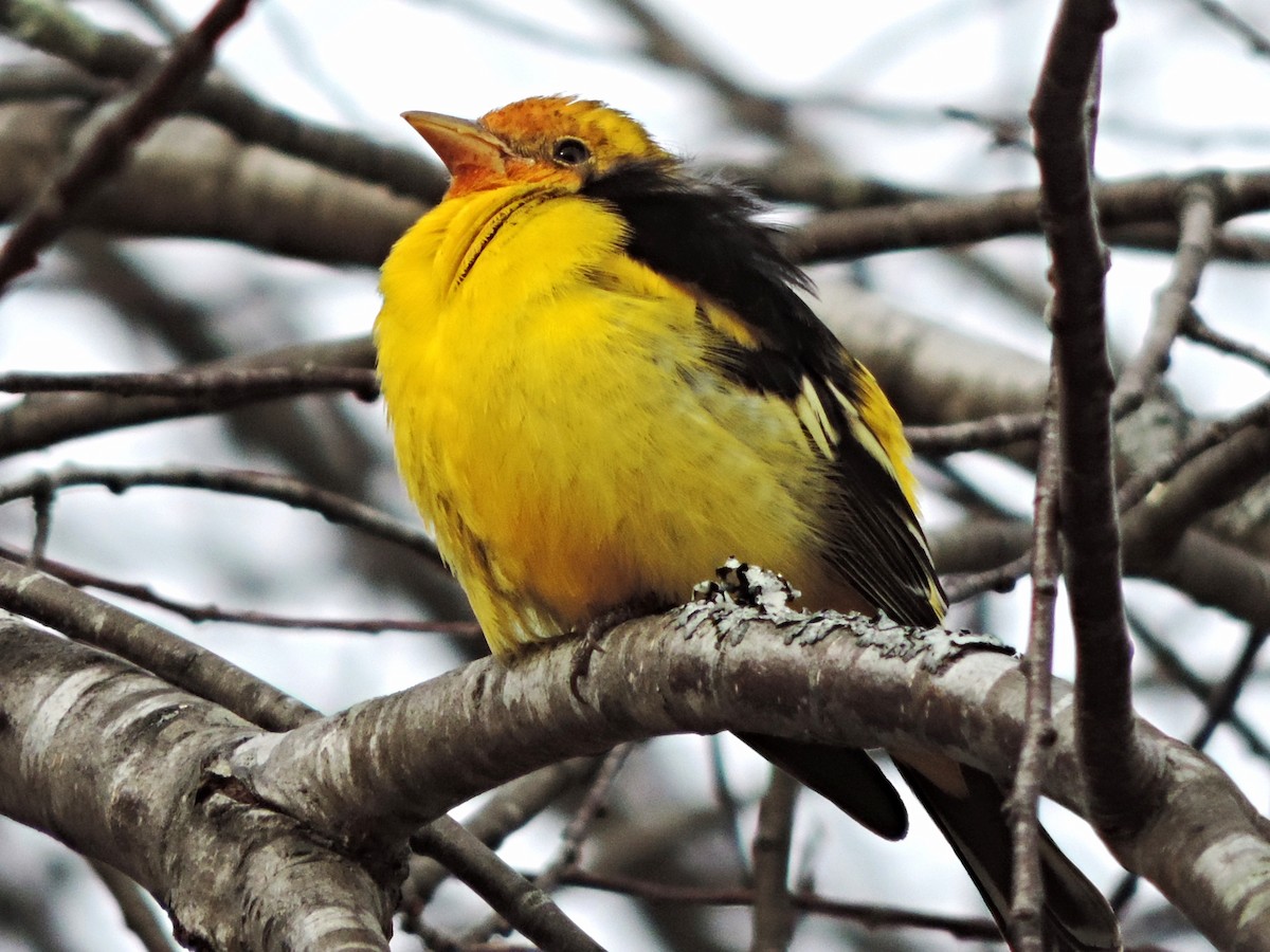 Western Tanager - ML128493811