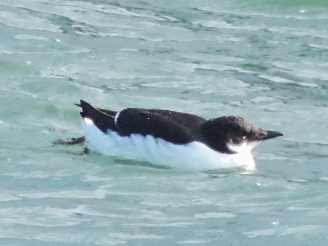 Thick-billed Murre - ML128494151