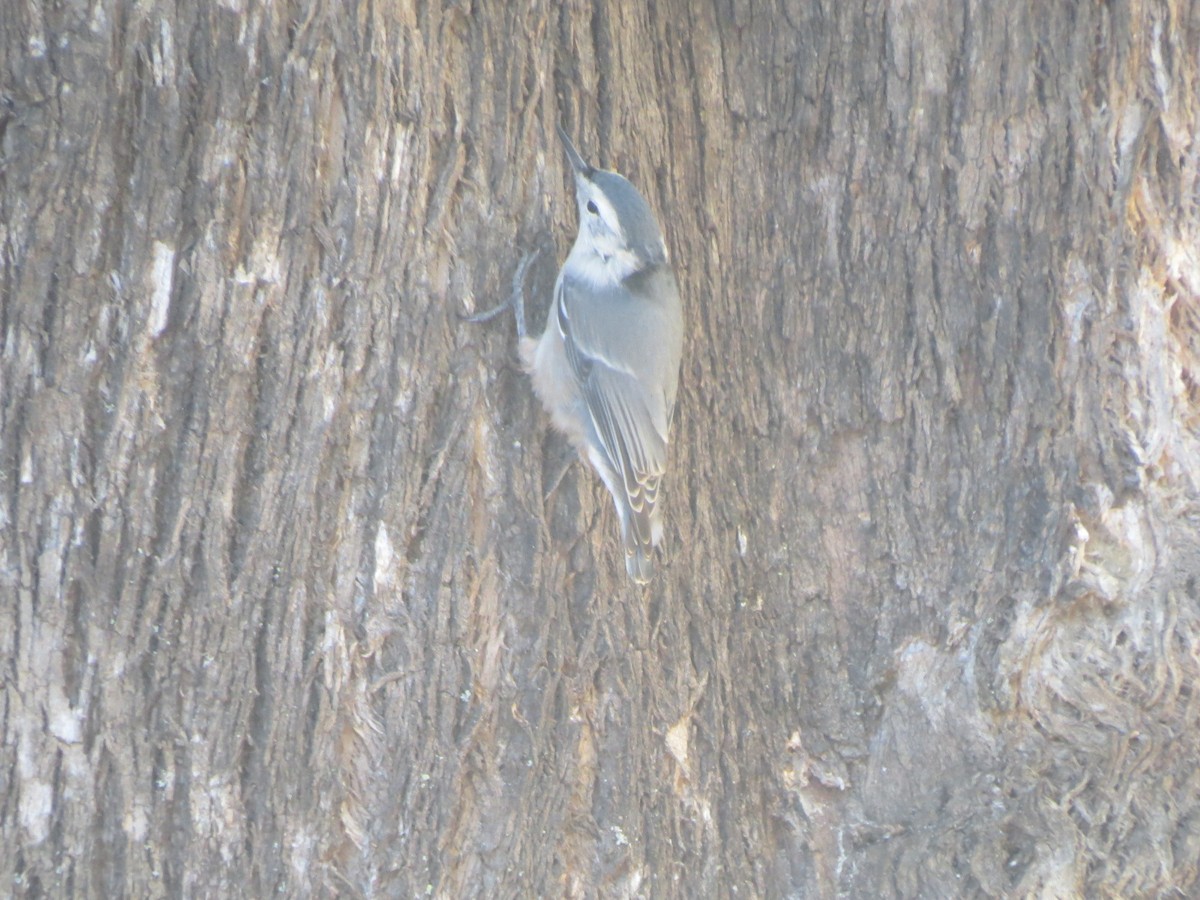 White-breasted Nuthatch - Garth Harwood
