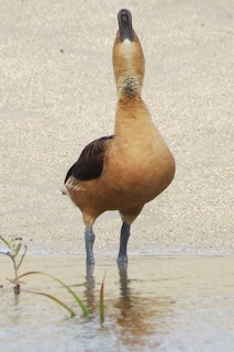 Fulvous Whistling-Duck, ML128497851