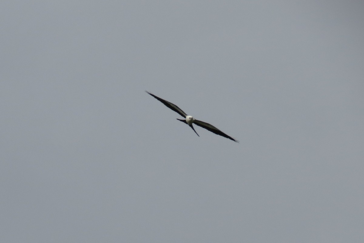 Swallow-tailed Kite - ML128498051