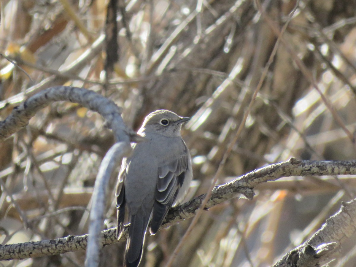 Townsend's Solitaire - Cyndy Johnson