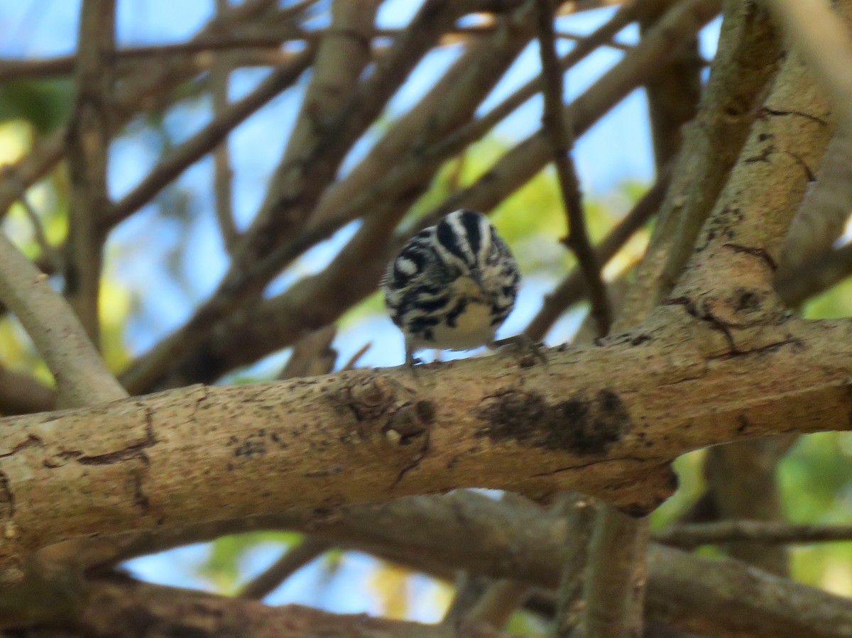 Black-and-white Warbler - Yve Morrell